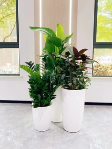 揭秘宁波江北植物租赁价格，你猜贵不贵？